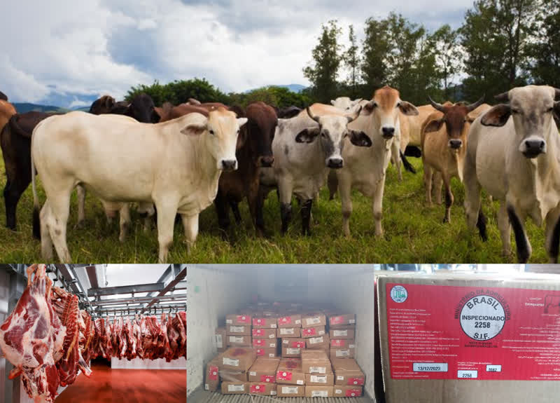 ورود 1300 تن گوشت منجمد گوساله برزیلی شرکت جاهد در تیر ماه