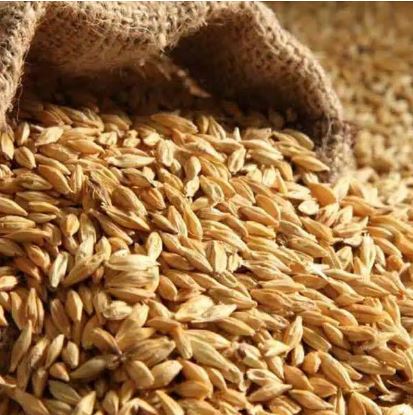 برگزاری مناقصه عمومی جهت خریداری 70 هزار تن جو دامی از رومانی